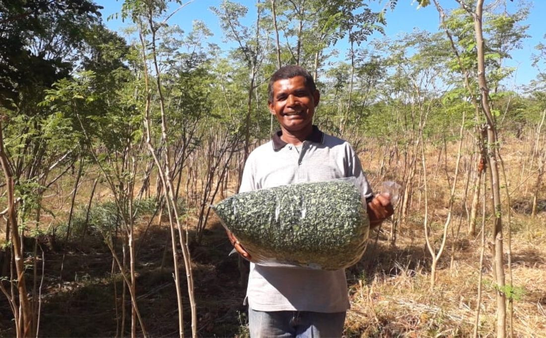 Moringa Leaf Machine that Increase Family Income