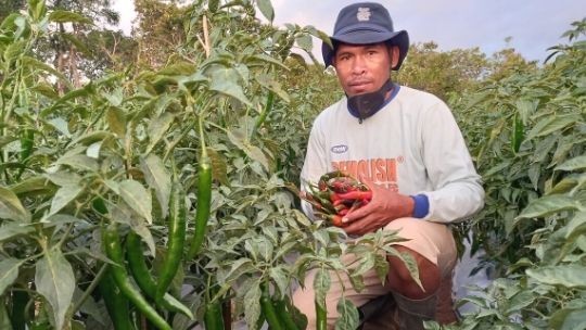 More Family Income by Implementing Drip Irrigation Technique