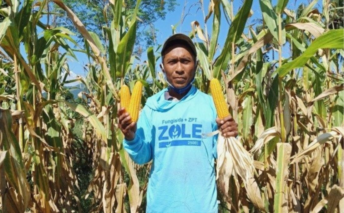 Affected by the Earthquake, Farmer Optimistic to open Corn Land