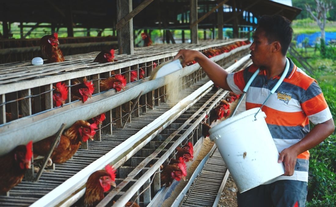 Kandang Percontohan Pembawa Berkah