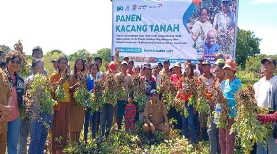 Pupuk Hayati Cair Biokonversi, Dukung Petani Tingkatkan Kualitas Kacang Tanah di Sumba Timur