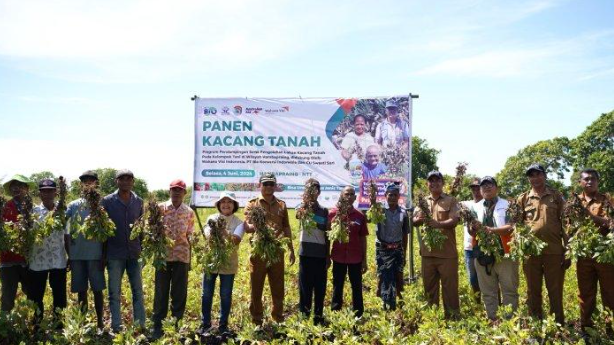 Berkat Layanan Keuangan Mudah dan Inklusif Petani Sumtim Panen Kacang Tanah