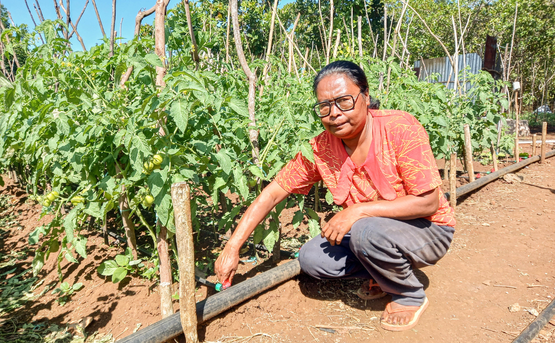 A Technological Leap: Indonesian Farmers Adapt to Climate Change 