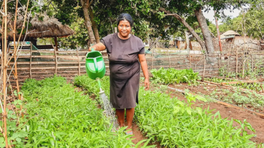 Rawat Kebun Gizi, Upaya Ibu-Ibu di Sumba Sediakan Sayur untuk Buah Hati