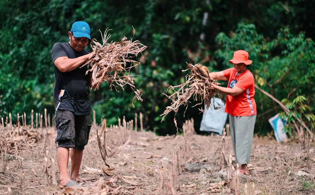 Pertanian Hijau, Memanfaatkan Residual Jagung sebagai Upaya Adaptasi Iklim